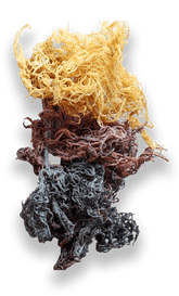 Dry Sea Moss: Purple / 4oz