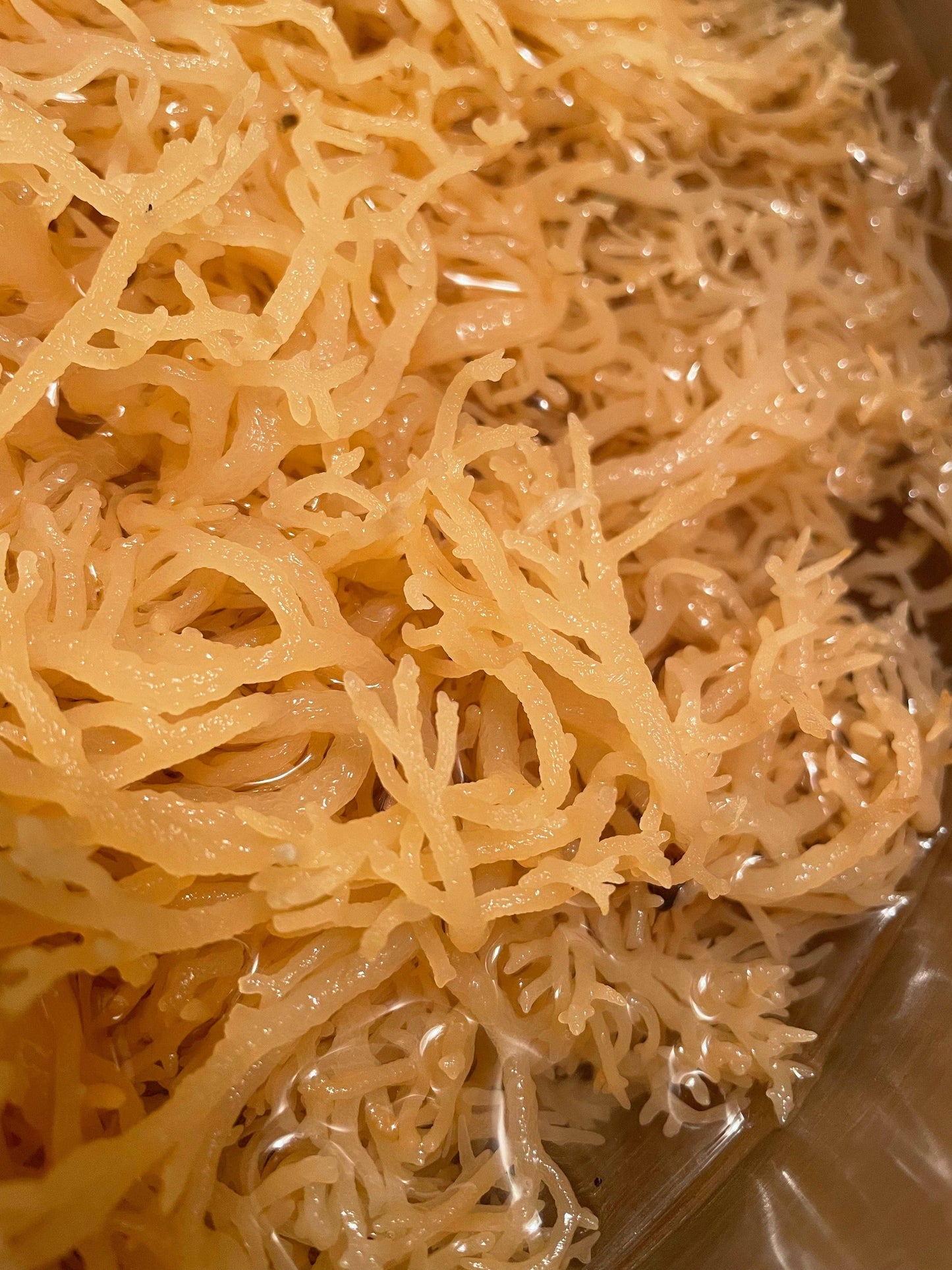 Dry Sea Moss: Purple / 4oz