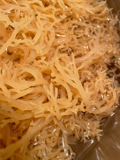 Dry Sea Moss: Purple / 4oz