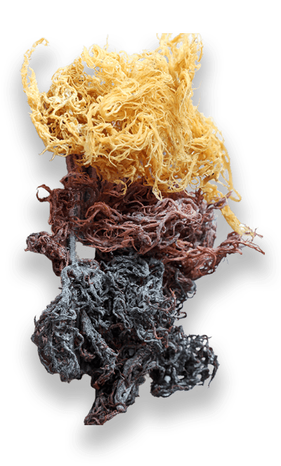 Dry Sea Moss: Purple / 4oz